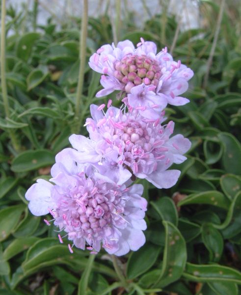 Scabiosa silenifolia / Scabiosa a foglie di silene